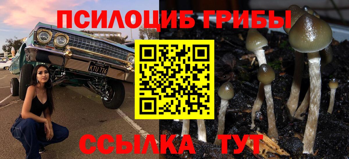 Галлюциногенные грибы Psilocybe  Вход с VPN  Михайловка 
